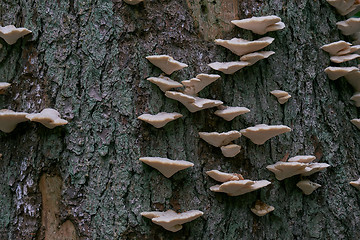 Image showing Spruce bark with lots of white fungi