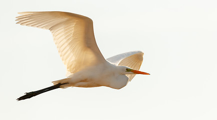 Image showing Great Egret(Ardea alba)) in flight