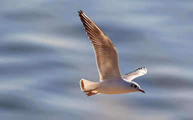 Image showing Juvenile Black-headed gull (Chroicocephalus ridibundus) in flight