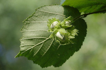 Image showing Hazel tree single leaf close up