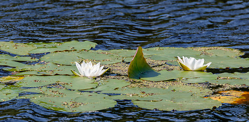 Image showing Some flowering water lily