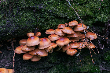 Image showing Bunch of autumnal fungus