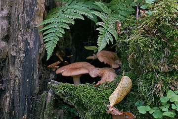 Image showing Honey Fungus and ferns 