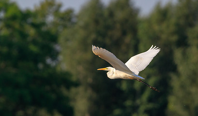 Image showing Great Egret(Ardea alba) in flight