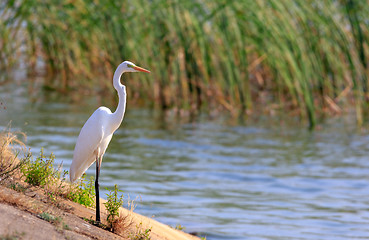 Image showing Great Egret(Ardea alba) standing