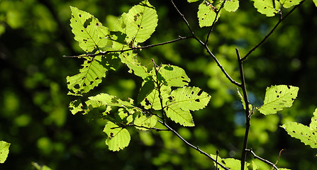 Image showing Hornbeam tree leaves against sunlight