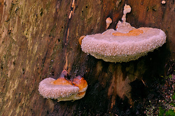 Image showing Juvenile Polypore fungus in autumn