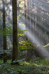 Image showing Sunbeam entering rich deciduous forest