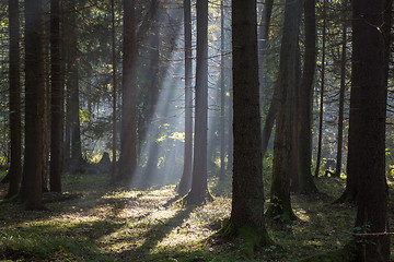 Image showing Sunbeam entering rich deciduous forest