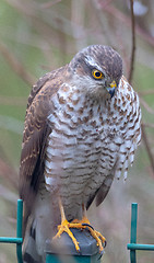 Image showing Eurasian sparrowhawk (Accipiter nisus) portrait