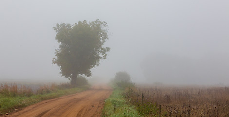 Image showing Old tree next to road