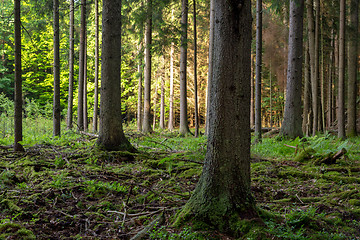 Image showing Rich coniferous forest in sunset