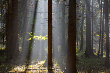 Image showing Sunbeam entering rich deciduous forest