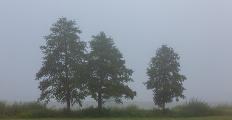 Image showing Three deciduous tree in mist