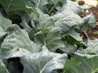Image showing Kale leaves in garden with water drops
