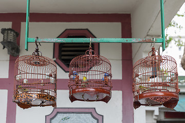 Image showing Song Birds Cages