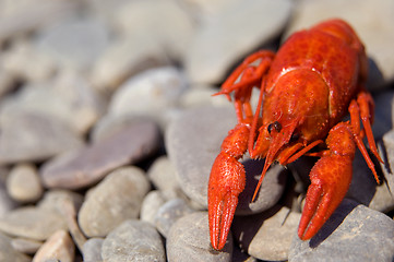 Image showing Red boiled crawfish