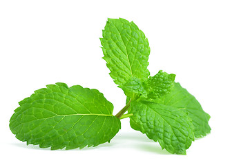 Image showing Fresh peppermint leaves