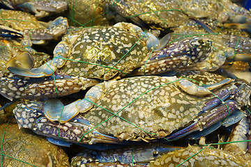 Image showing Sale of fresh crabs 