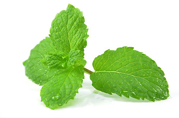 Image showing Fresh peppermint leaves