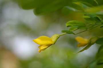 Image showing Little-leaved pea shrub