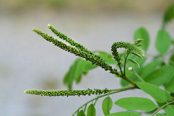 Image showing False indigo-bush