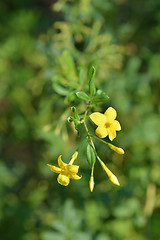 Image showing Showy jasmine