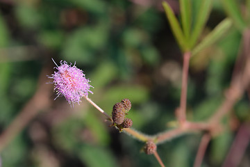 Image showing Sensitive plant