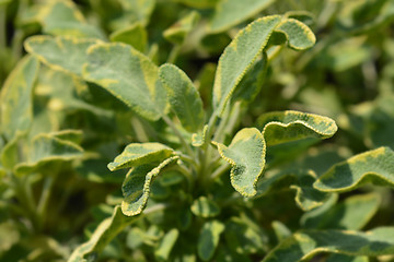 Image showing Common sage Icterina