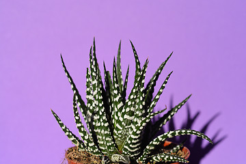 Image showing Zebra haworthia