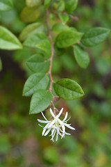 Image showing Chinese fringe flower