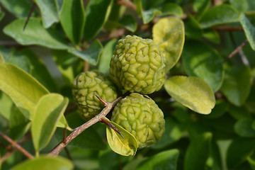 Image showing Mandarin melon berry