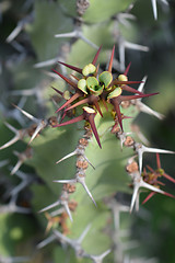 Image showing Poison tree