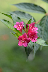 Image showing Bristol Ruby Weigela