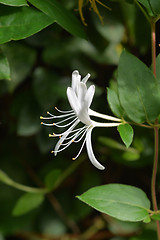 Image showing Japanese honeysuckle