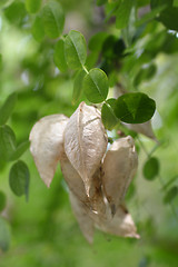 Image showing Common bladder senna