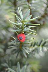 Image showing English yew