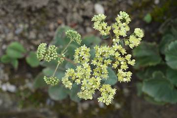 Image showing Tallest stonecrop