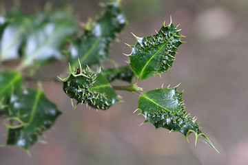 Image showing Hedgehog holly