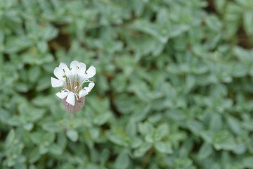 Image showing Sea campion flower