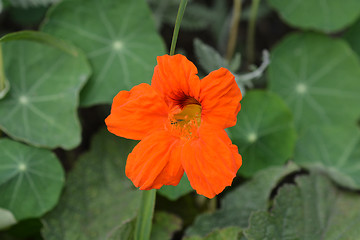 Image showing Garden nasturtium