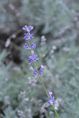 Image showing English lavender