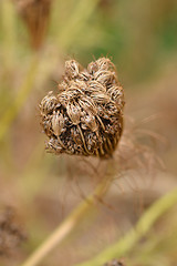 Image showing Toothpick bullwort Blutenball