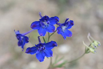 Image showing Chinese blue flower