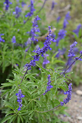 Image showing Mealy Cup Sage