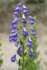 Image showing Variegated monkshood