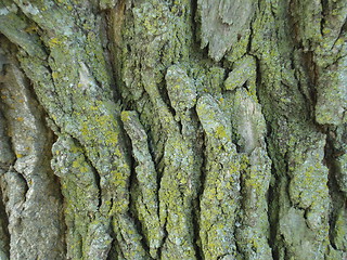 Image showing Old Tree Bark