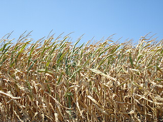 Image showing Corn Field