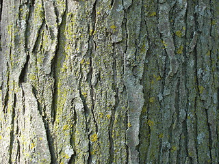 Image showing Tree Bark