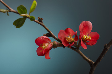 Image showing Pink Flower